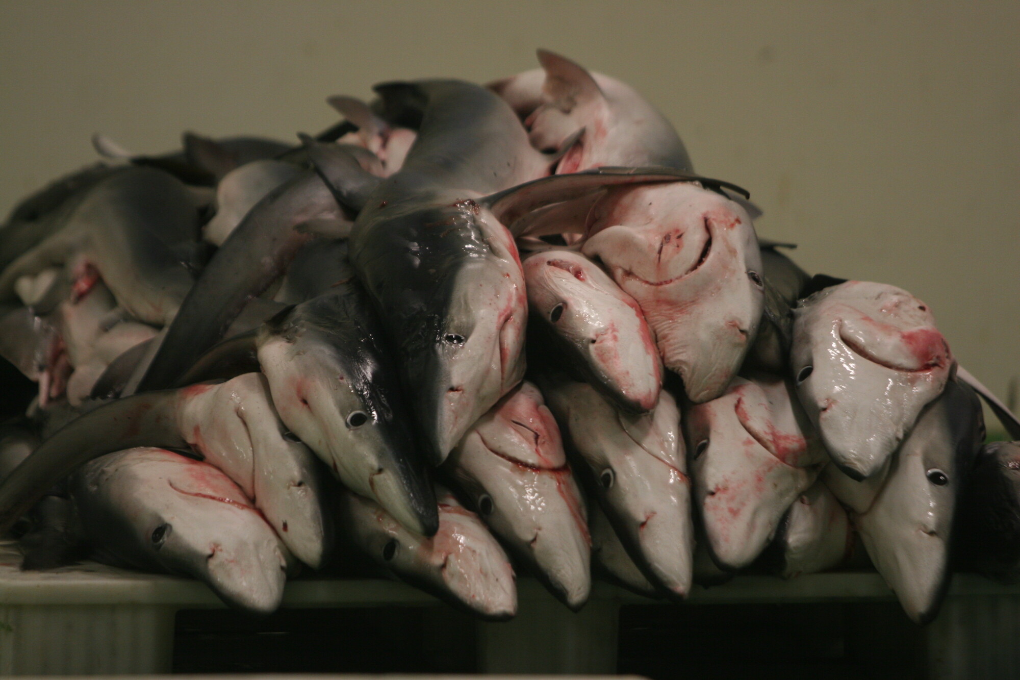 Photopress  Mondo sommerso - dead-sharks-vigo-spain-c-santi-burgos.jpg