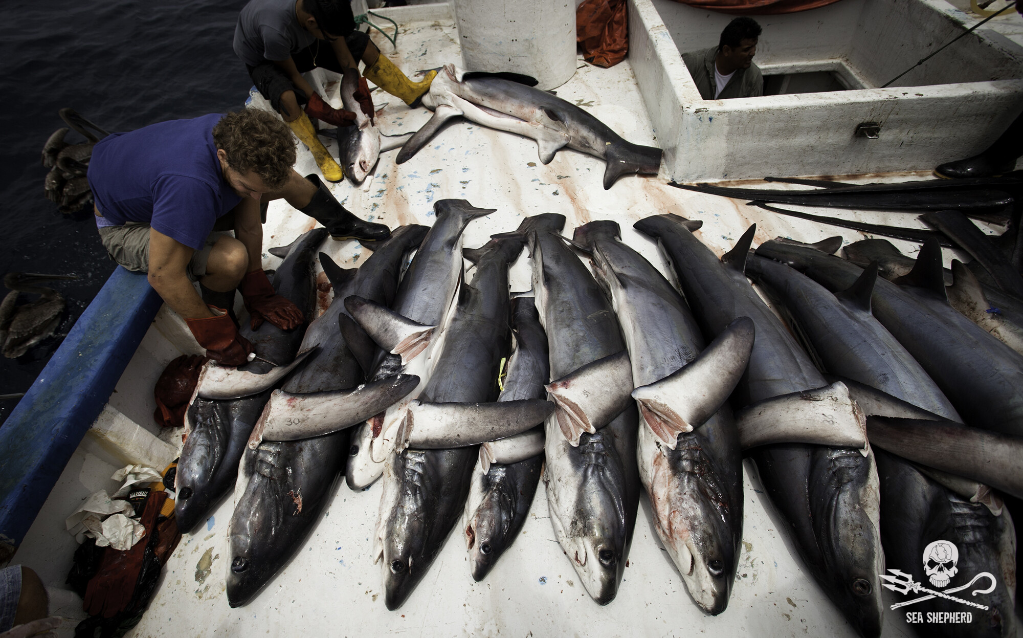 Photopress  Mondo sommerso - sharkfishing-seashepherd.jpg