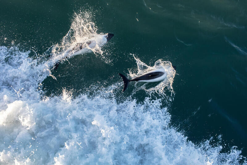 Photopress  Mondo sommerso - foto-05-antartide-delfini-nello-stretto-di-magellano.jpg