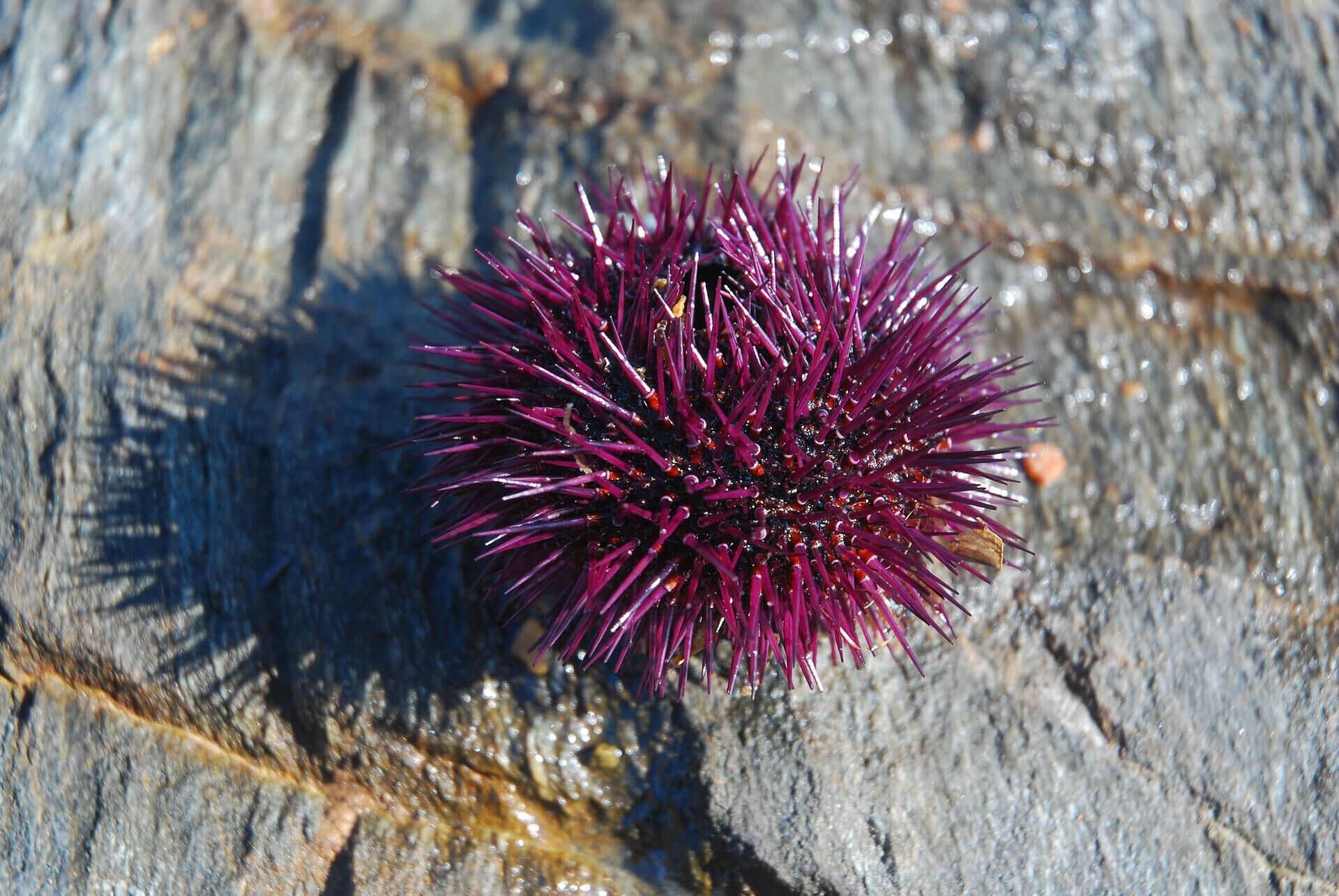 Photopress  Mondo sommerso - sea-urchin-1536812-1920.jpg
