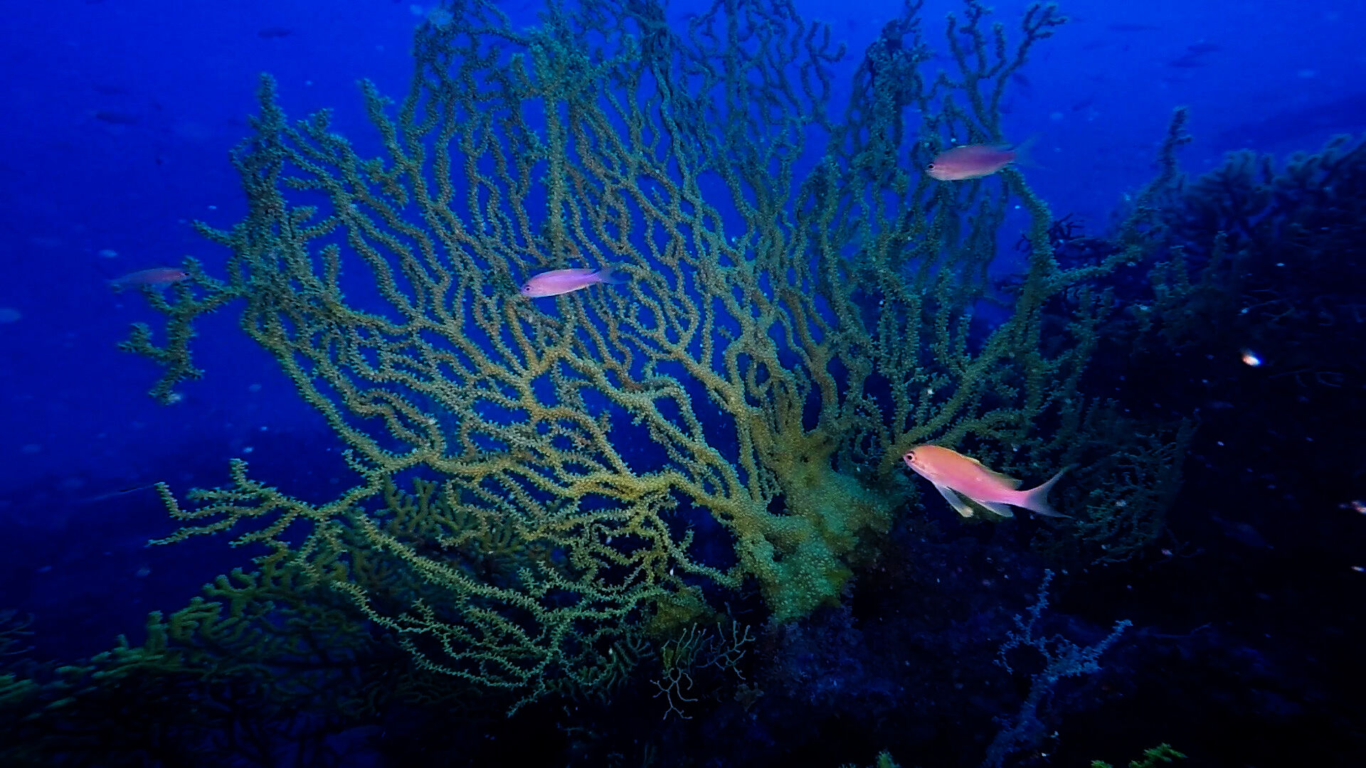 Photopress  Mondo sommerso - corallo-nero-alla-secca-del-faro-a-gallipoli.jpg