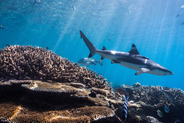 Photopress  Mondo sommerso - shark-in-reef-768x512.jpg